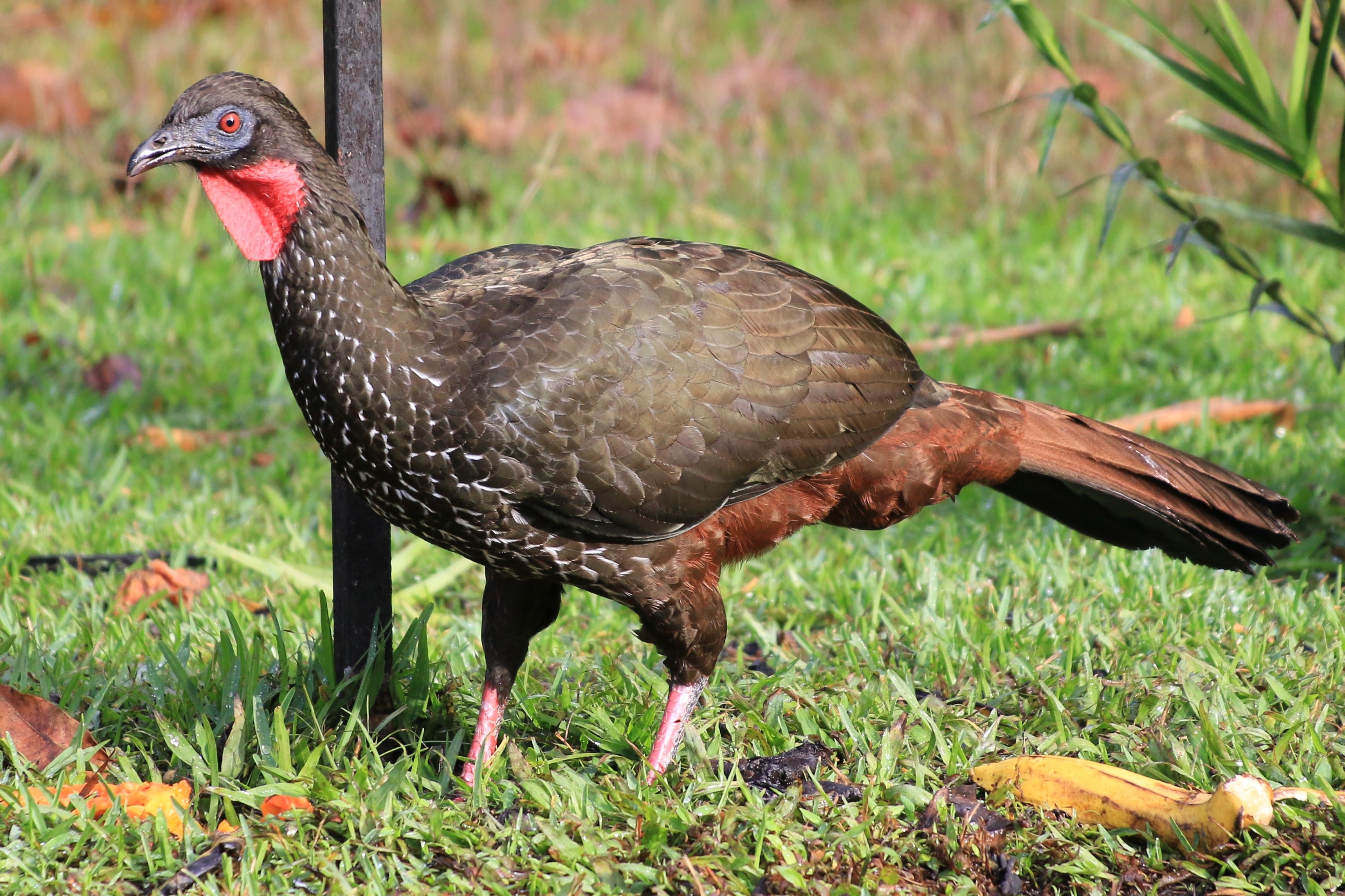 Costa Rica